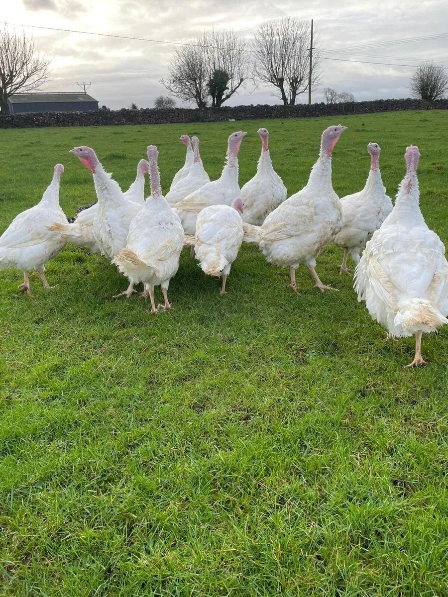 White & Bronze turkeys available for sale - Image 1