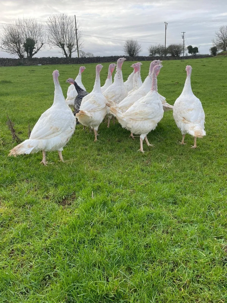 White & Bronze turkeys available for sale - Image 2