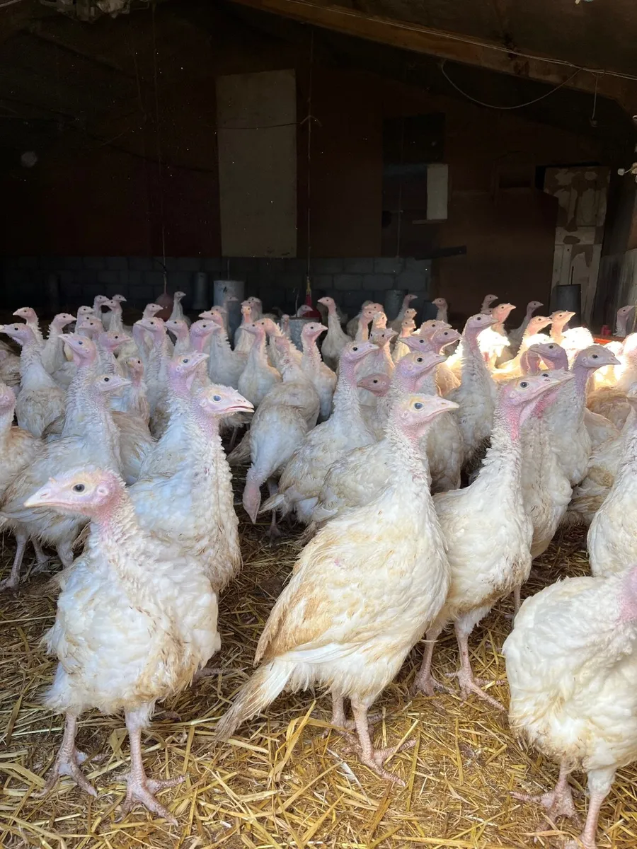 White & Bronze turkeys available for sale - Image 3