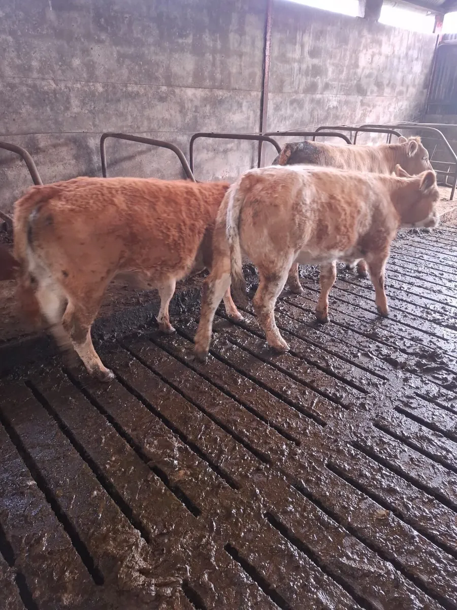 Weanling heifers - Image 2