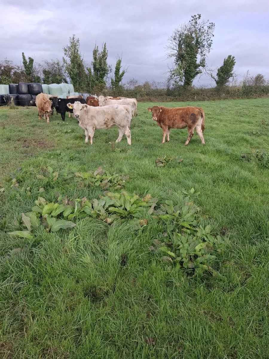 Weanling heifers - Image 3