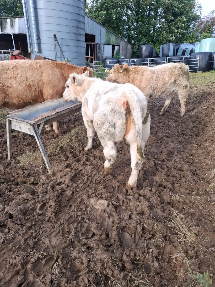 Weanling heifers - Image 1