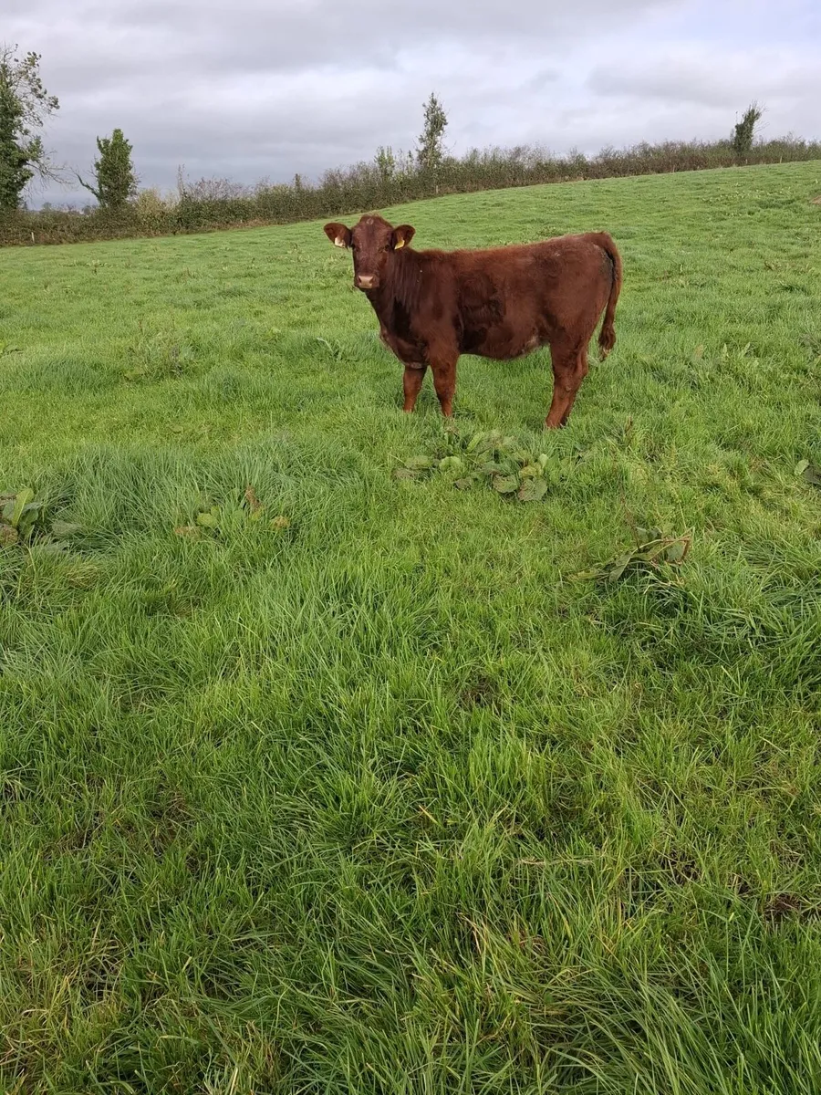 Weanling heifers - Image 4