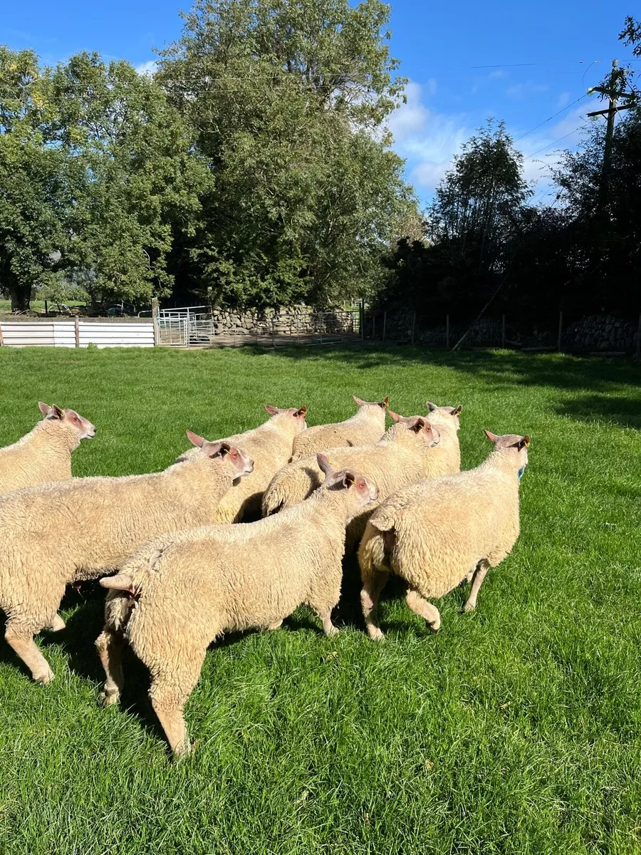 Charollais ram lambs for sale - Image 3