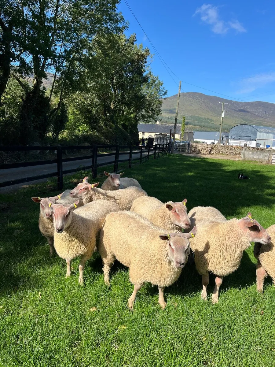 Charollais ram lambs for sale - Image 1