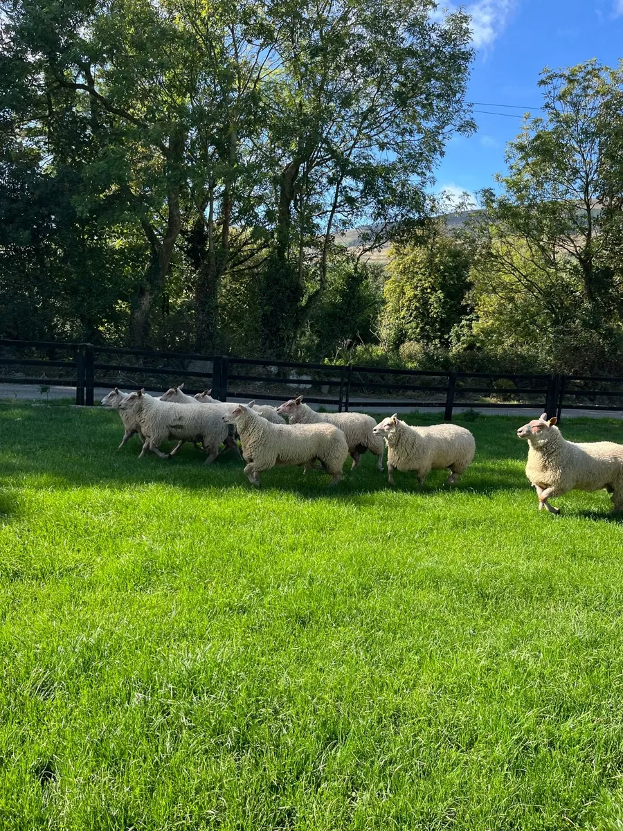 Charollais ram lambs for sale - Image 2