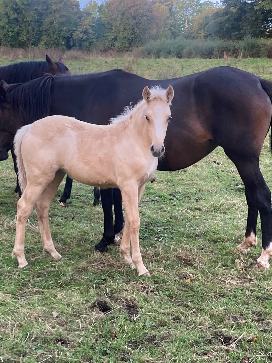 Connemara cross foals - Image 1