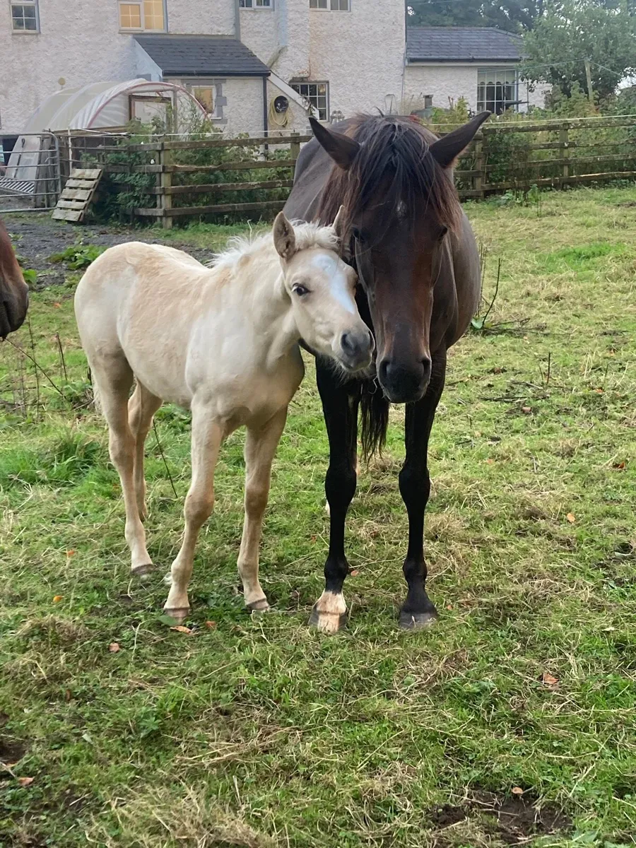 Connemara cross foals - Image 2