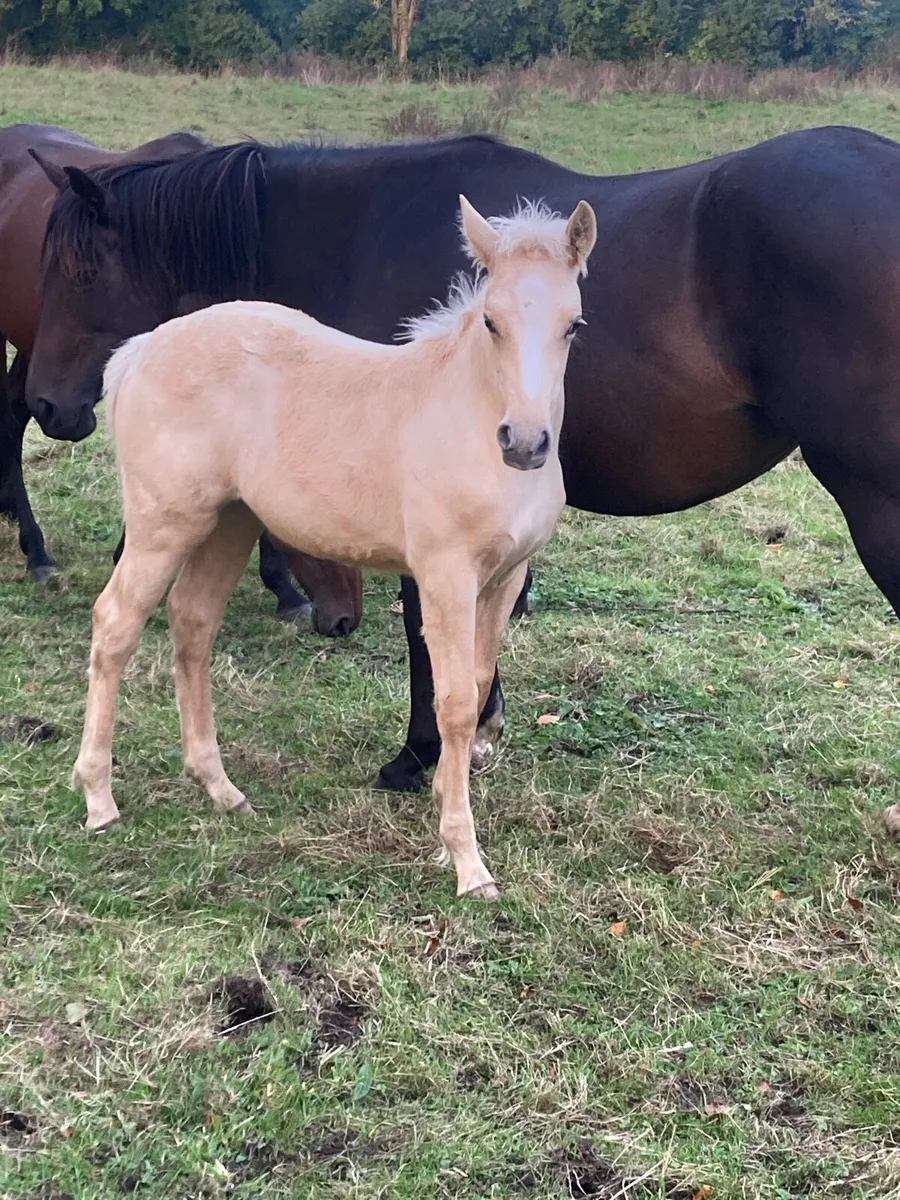 Connemara cross foals - Image 3