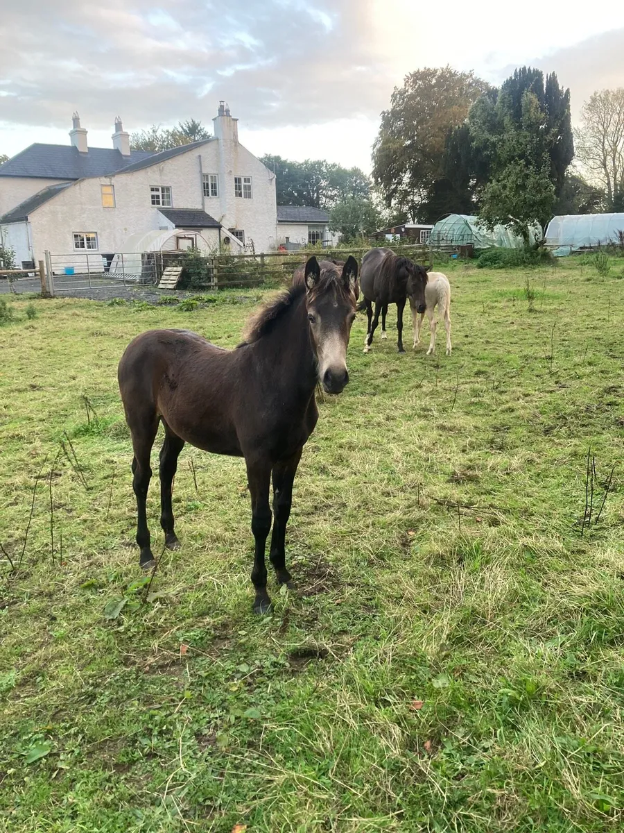 Connemara cross foals - Image 4