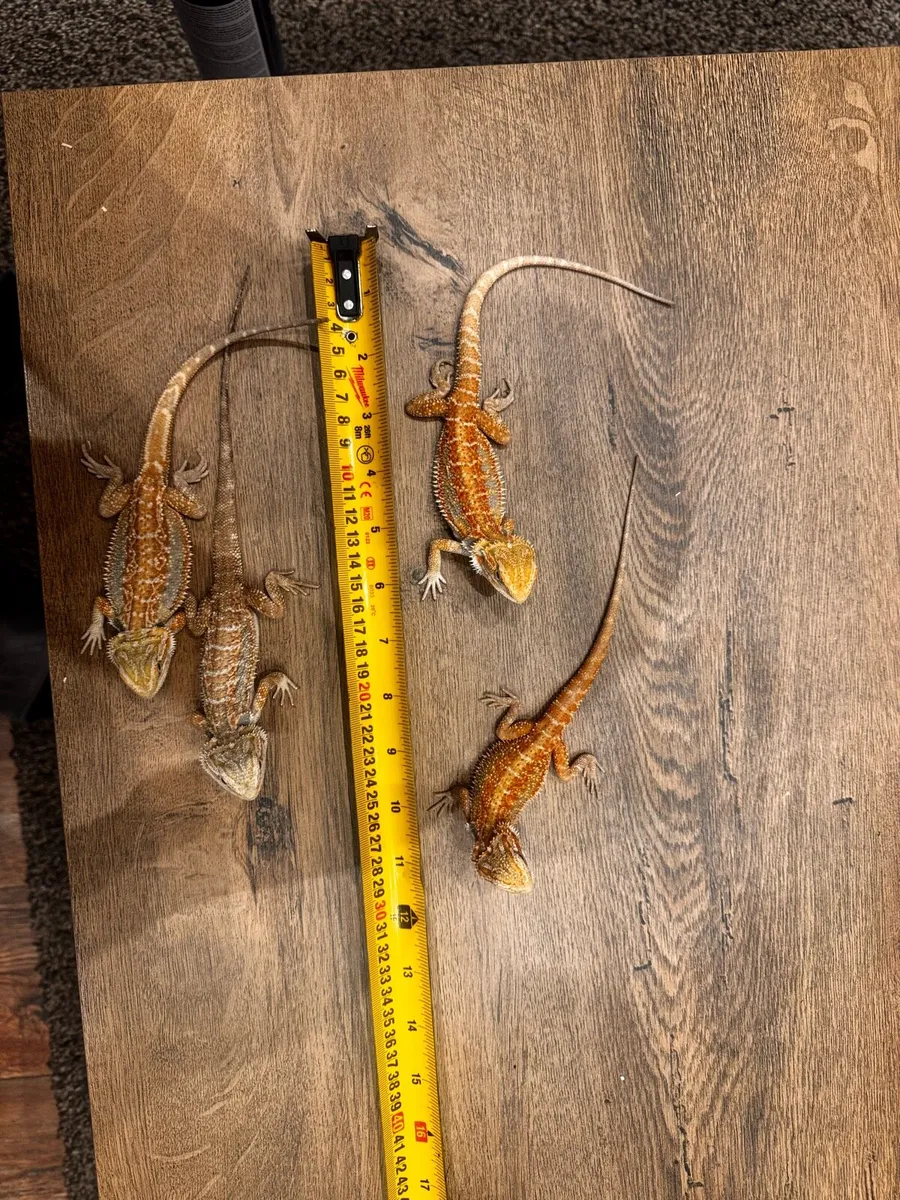 Baby Bearded Dragon - Image 3