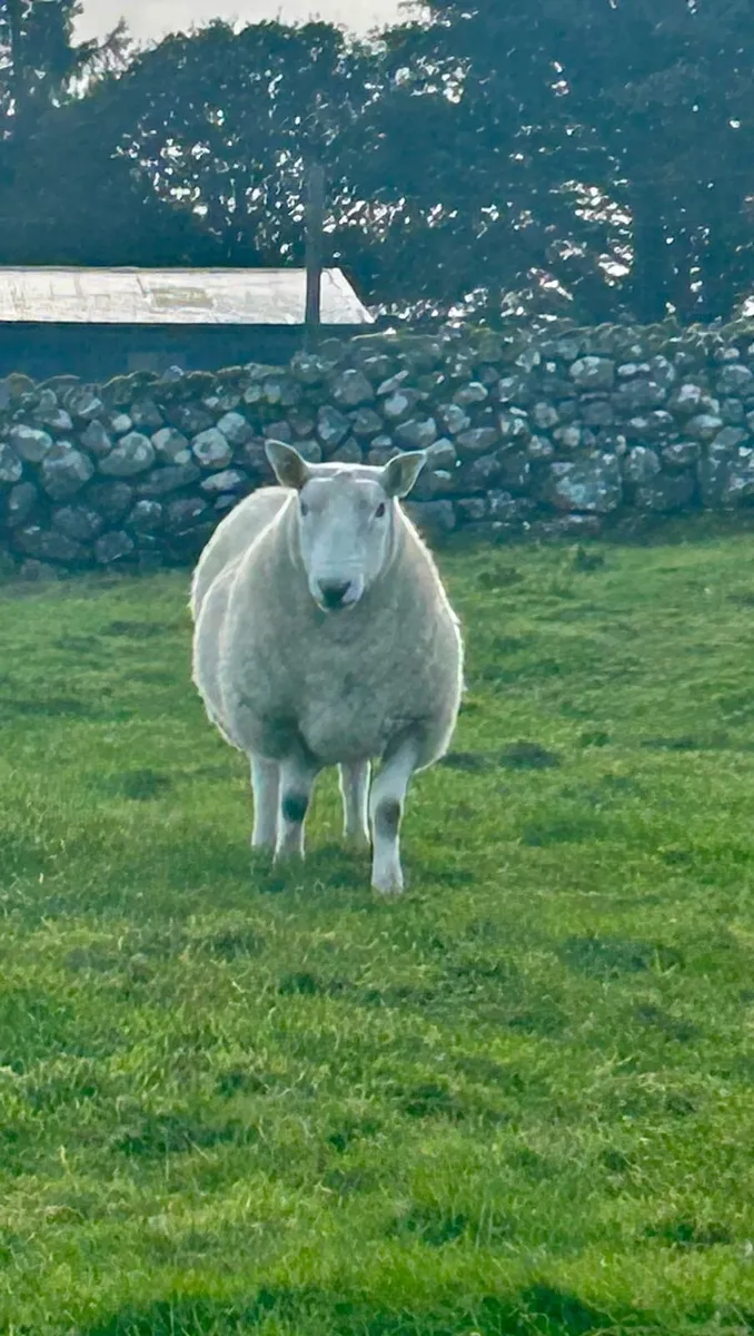 Sis approved North country Cheviot Hogget ram - Image 1