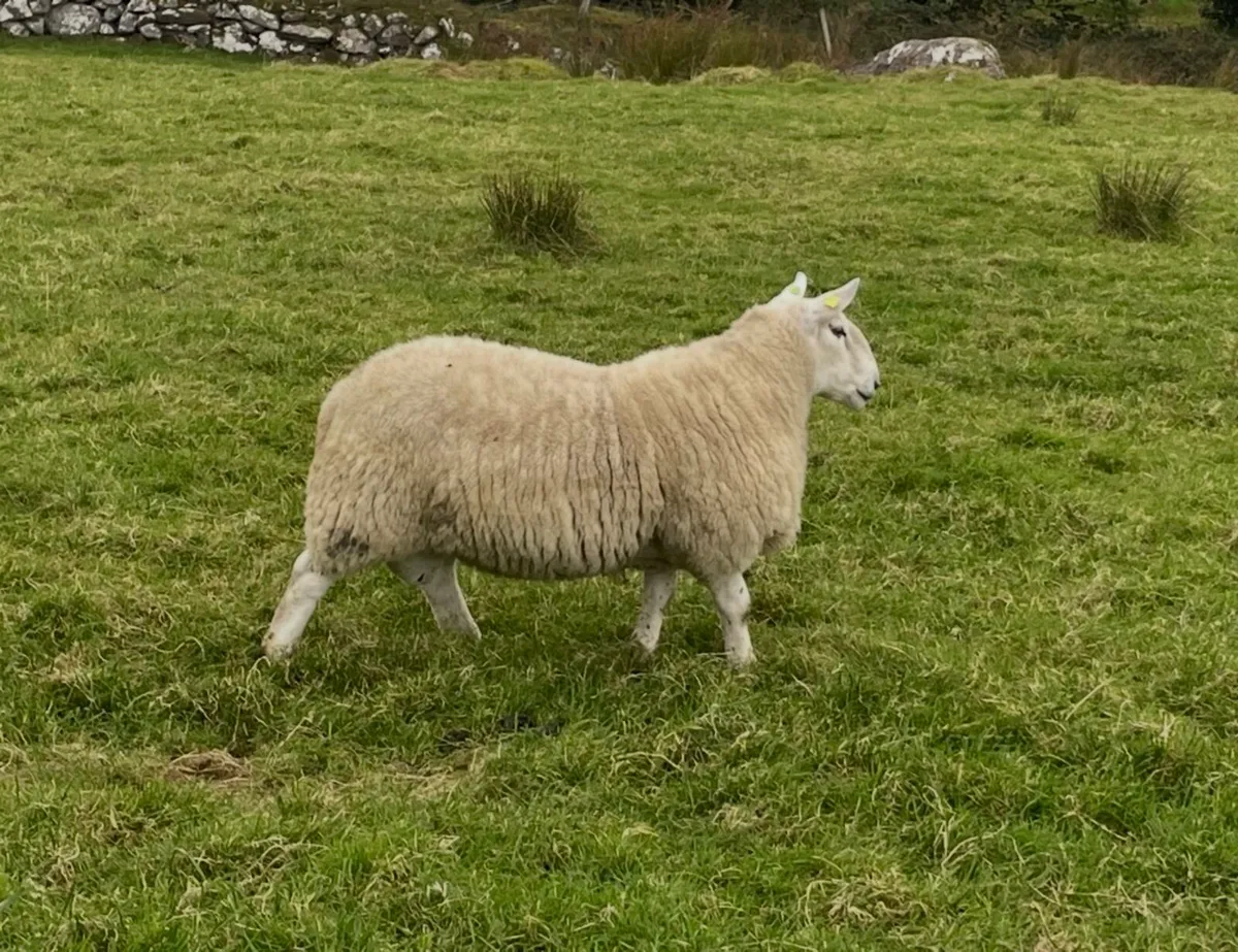 Sis approved North country Cheviot Hogget ram - Image 2