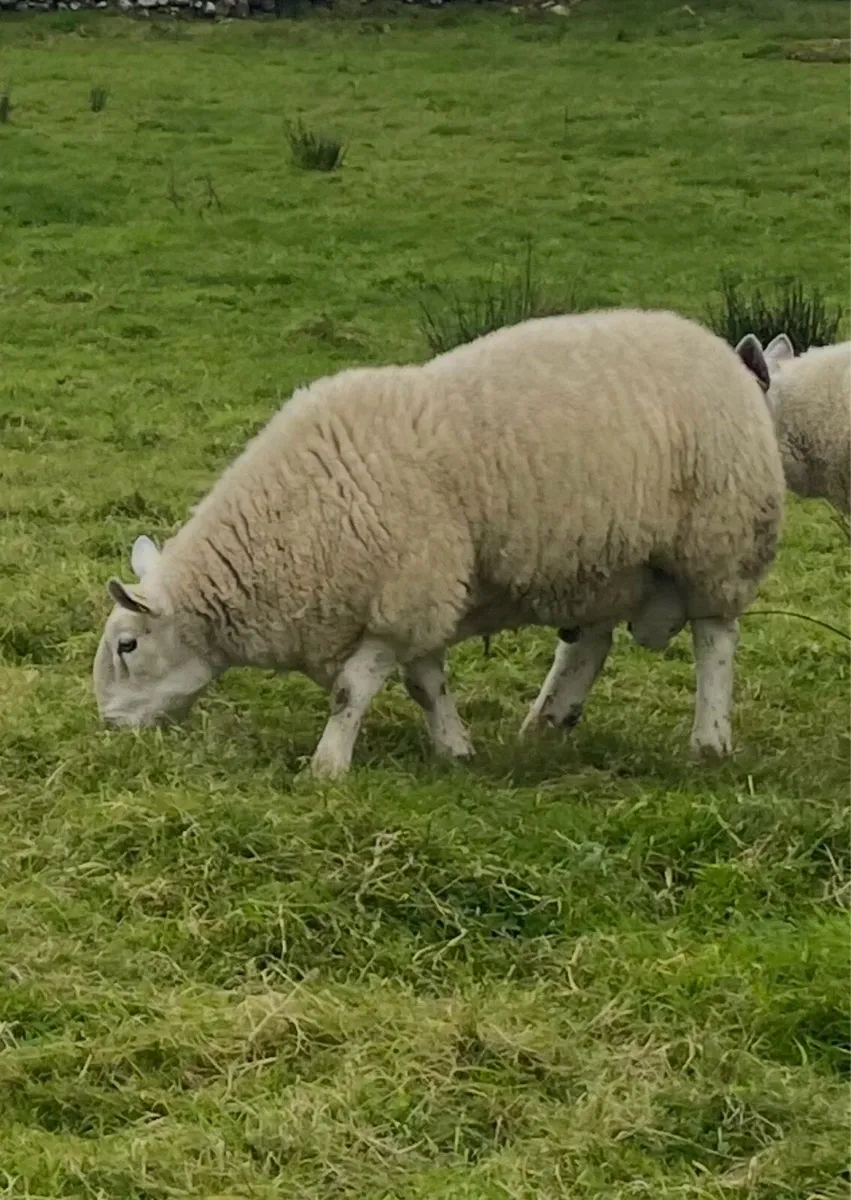 Sis approved North country Cheviot Hogget ram - Image 3