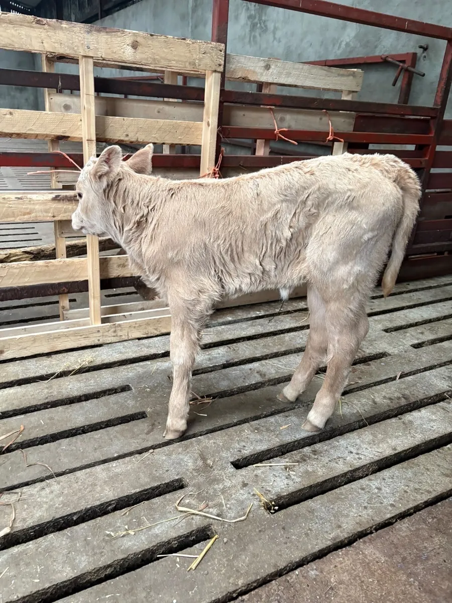 Charlaois Heifer Calf - Image 3