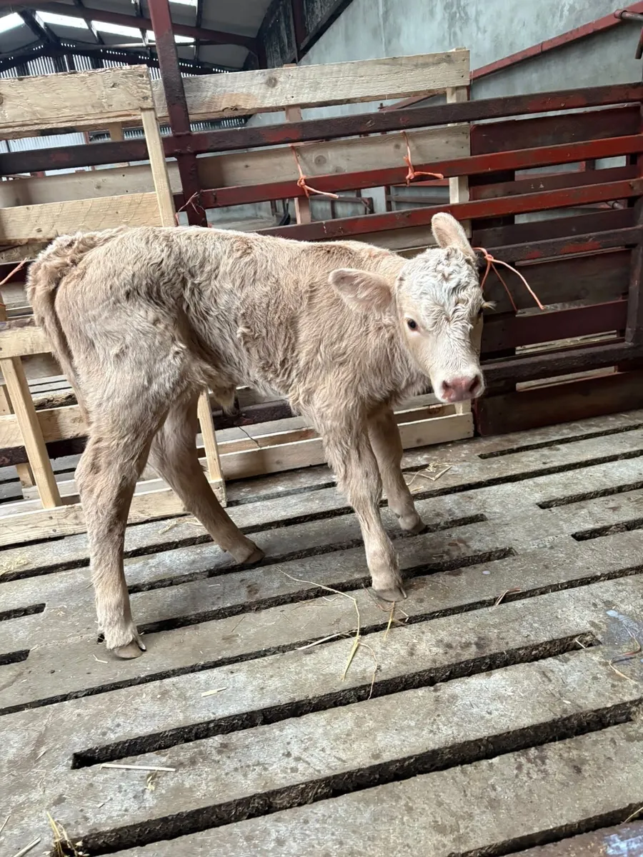 Charlaois Heifer Calf - Image 1