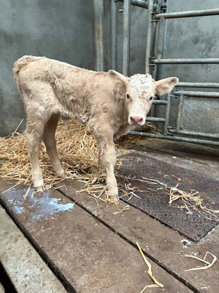 Charlaois Heifer Calf - Image 2