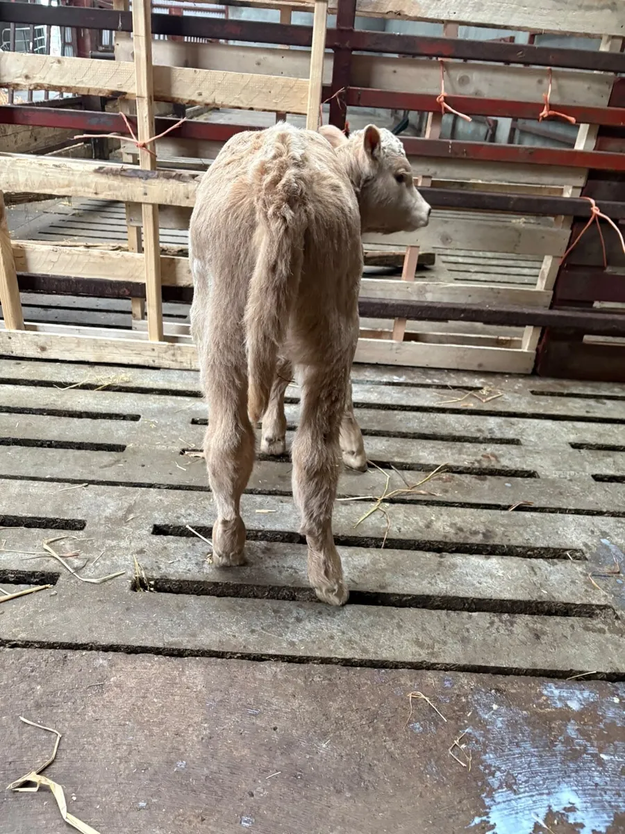 Charlaois Heifer Calf - Image 4