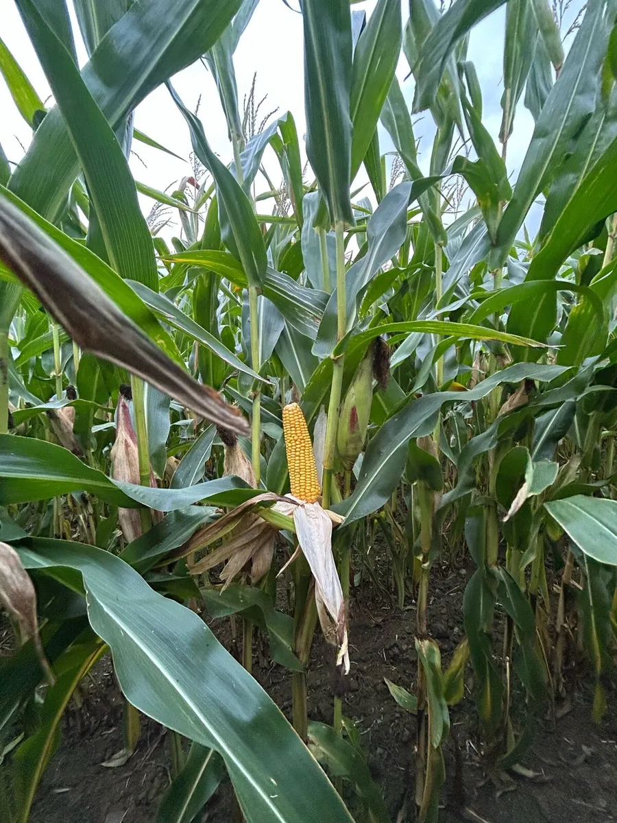 Maize for sale - Image 2