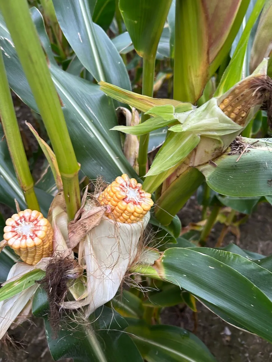 Maize for sale - Image 3