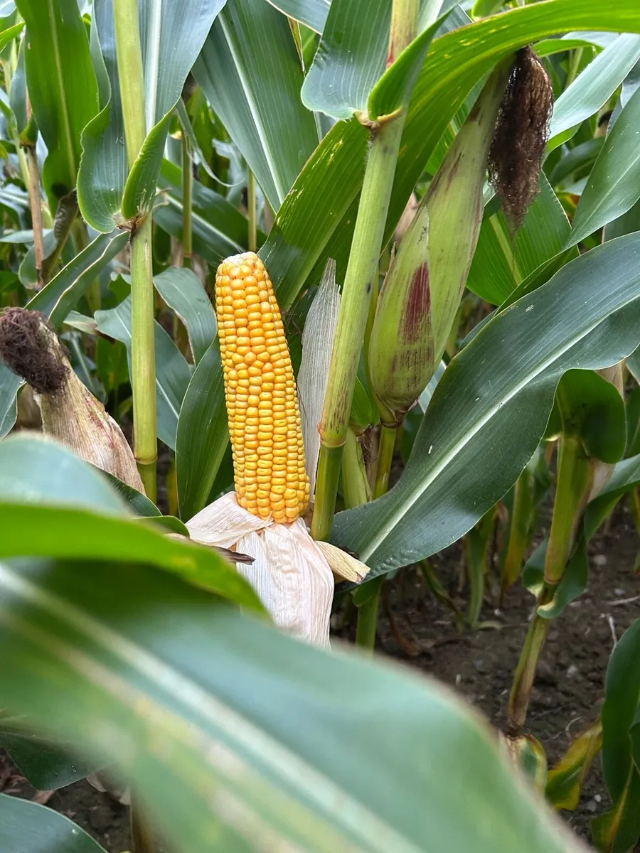 Maize for sale - Image 4
