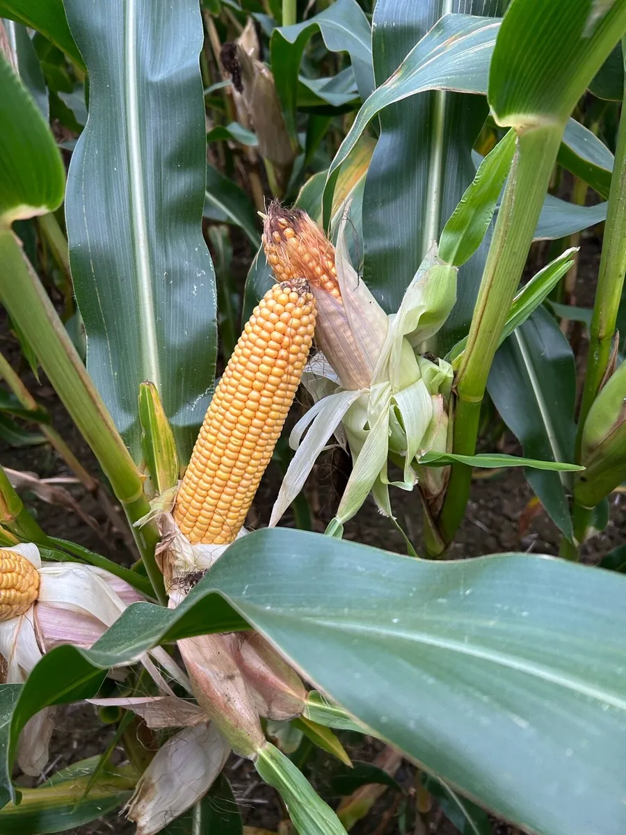 Maize for sale - Image 1