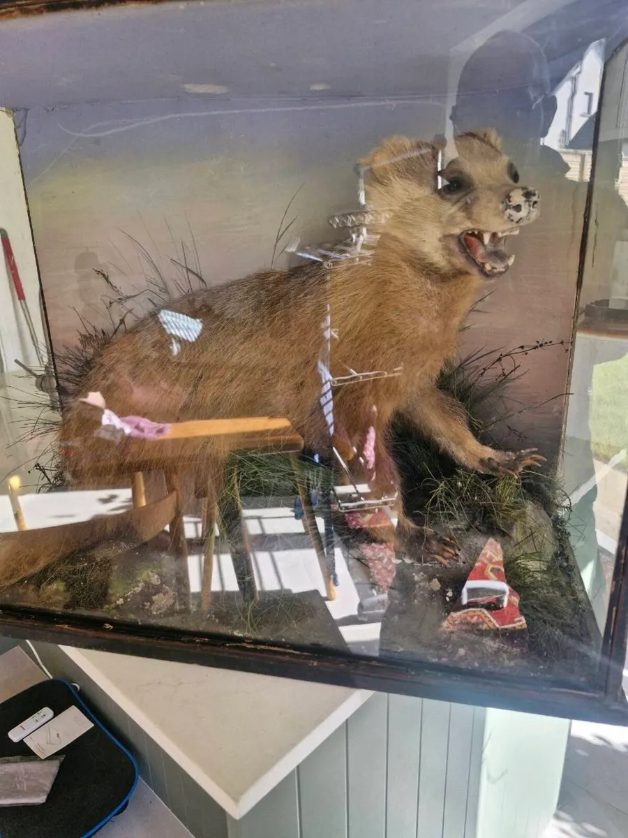 Antique taxidermy - Image 1