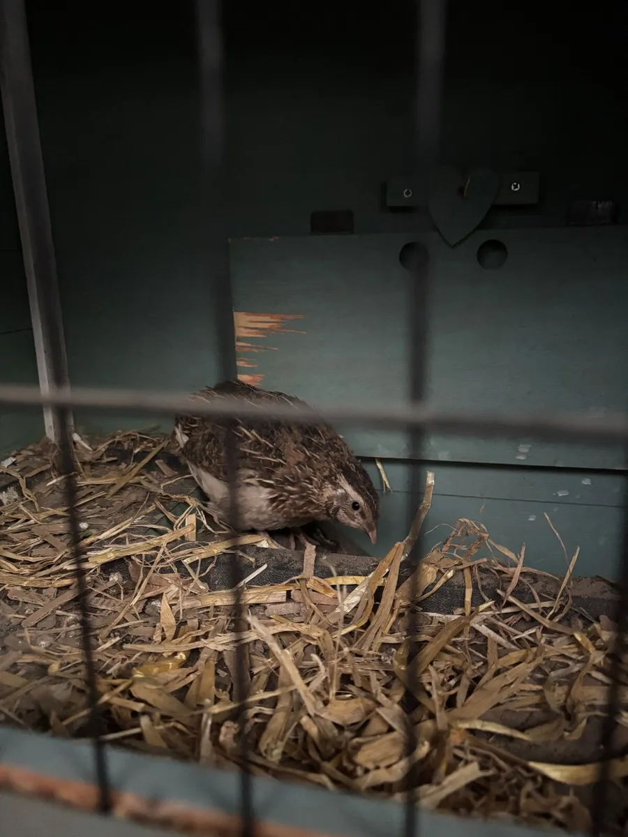 Quail