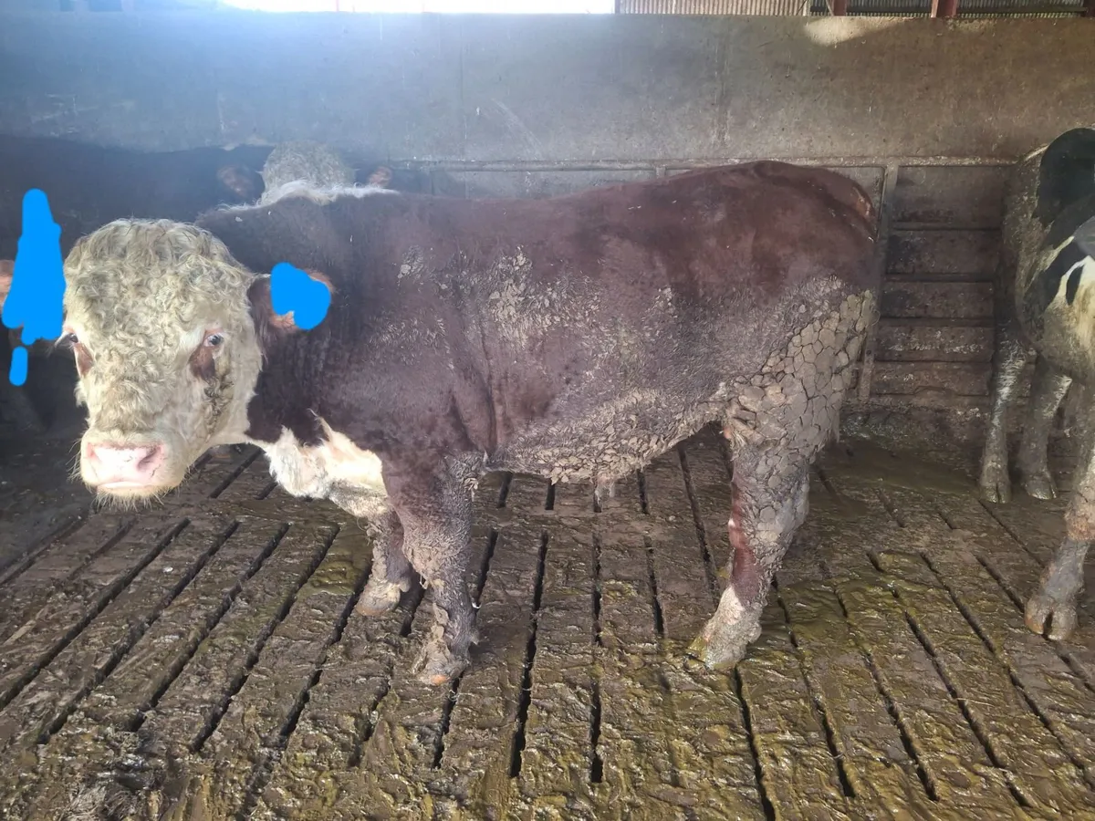 PBNR Hereford bull - Image 3