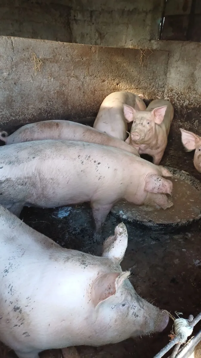 Pigs - Image 1