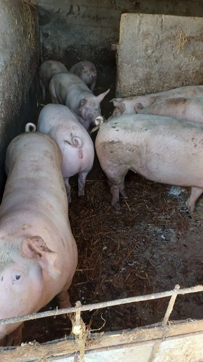Pigs - Image 2