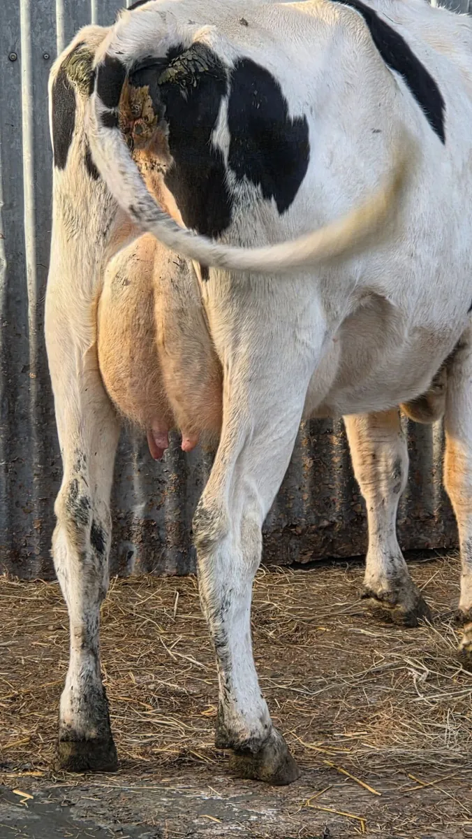 Dairy ; First calved  Milking heifers - Image 1