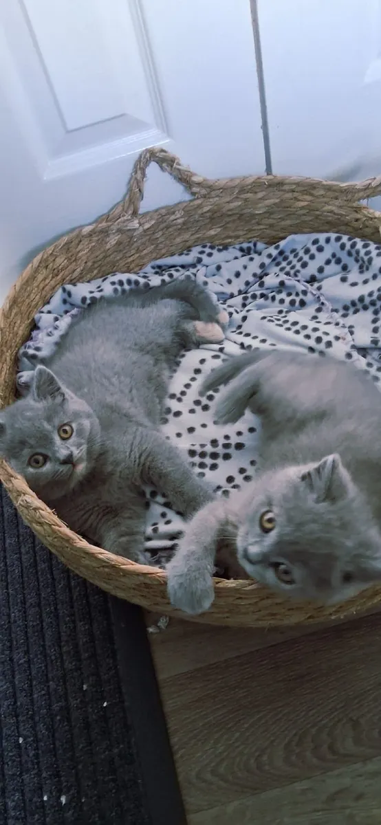 British blue shorthair Kittens - Image 2