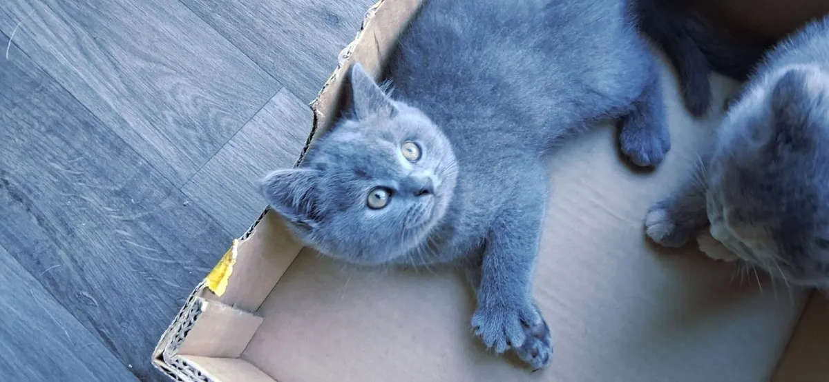 British blue shorthair Kittens - Image 3