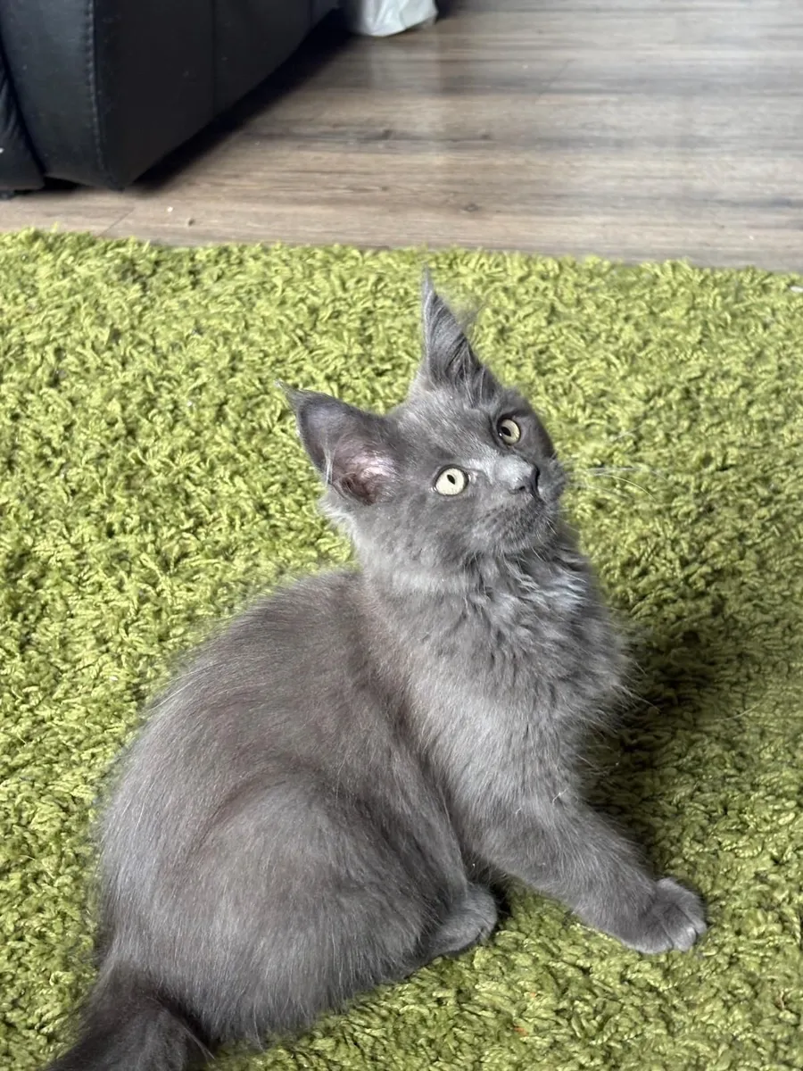 Maine coon - Image 1