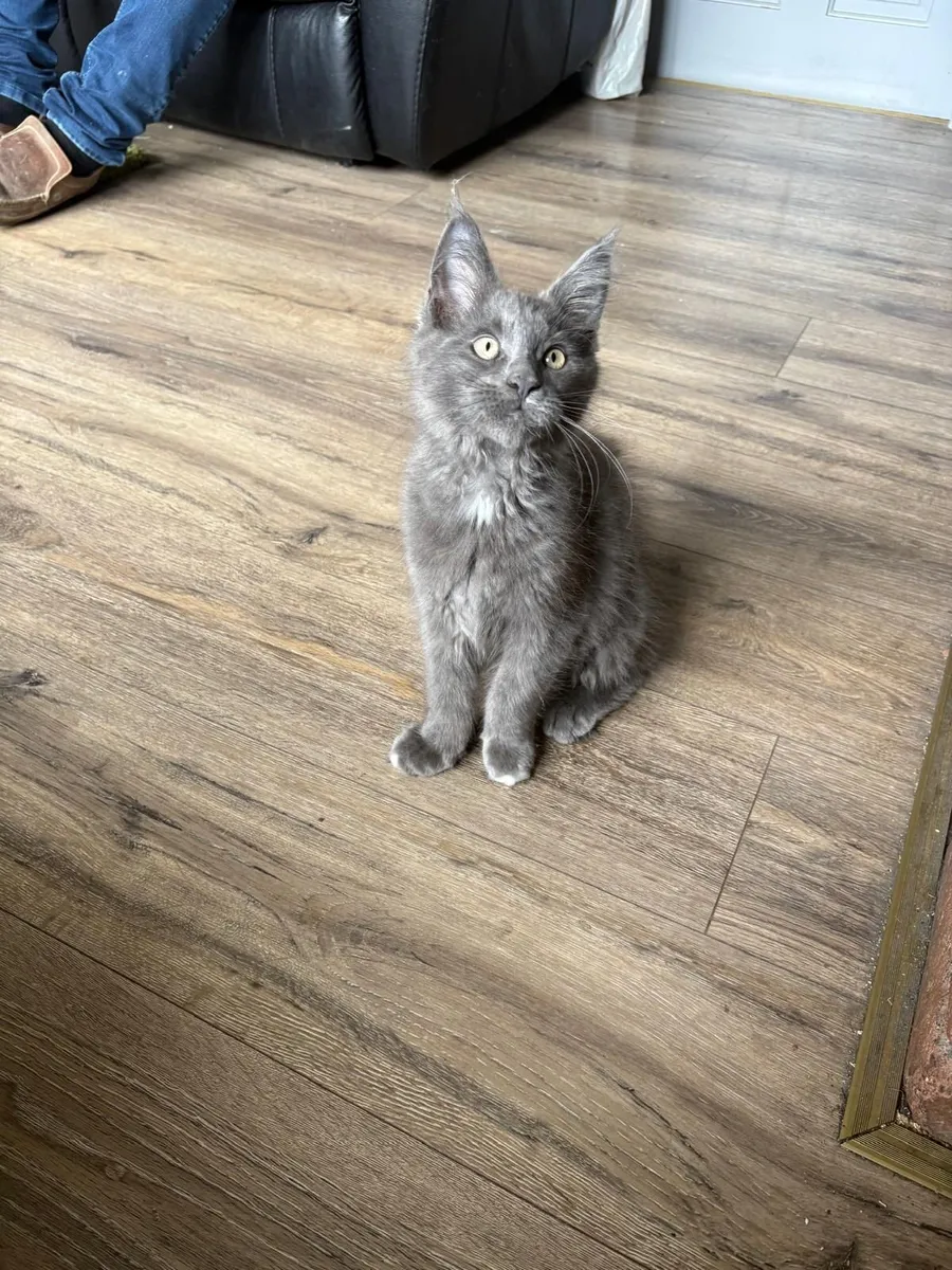 Maine coon - Image 2