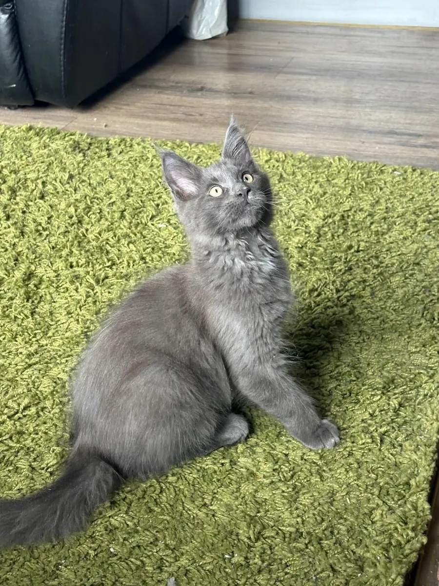 Maine coon - Image 3