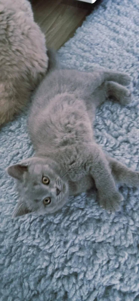 British blue shorthair Kittens - Image 4