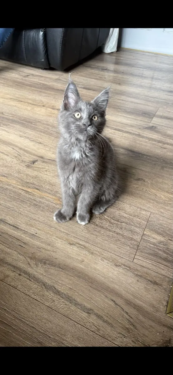 Maine coon - Image 4