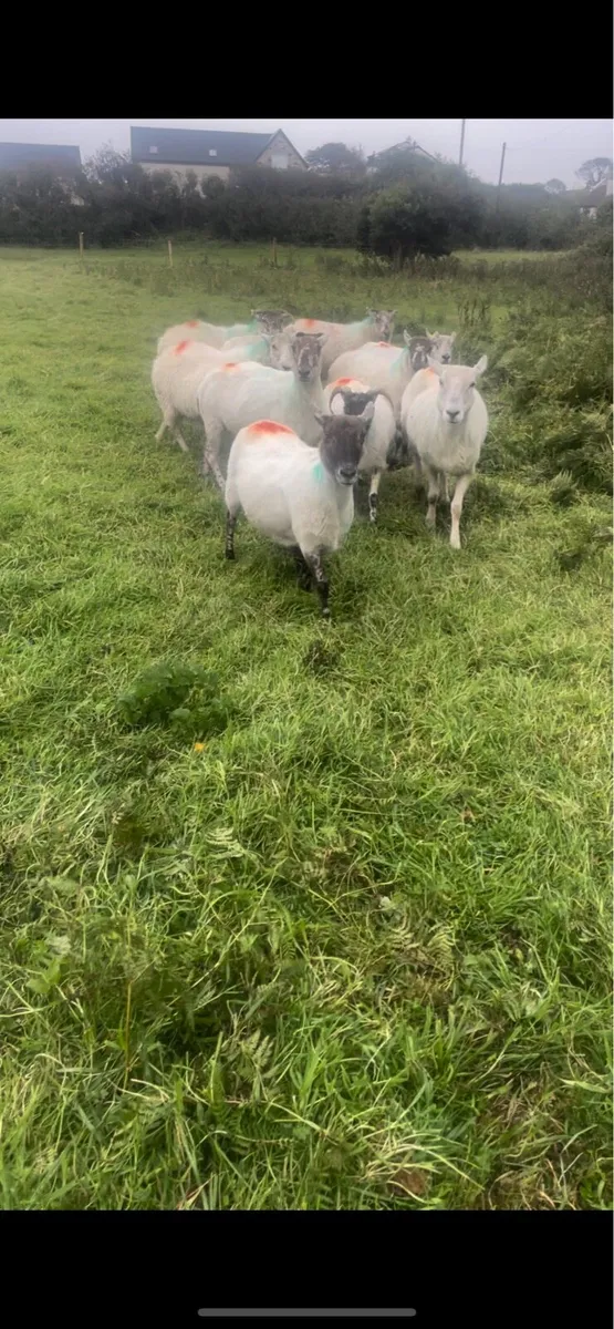 Ewes - Image 1