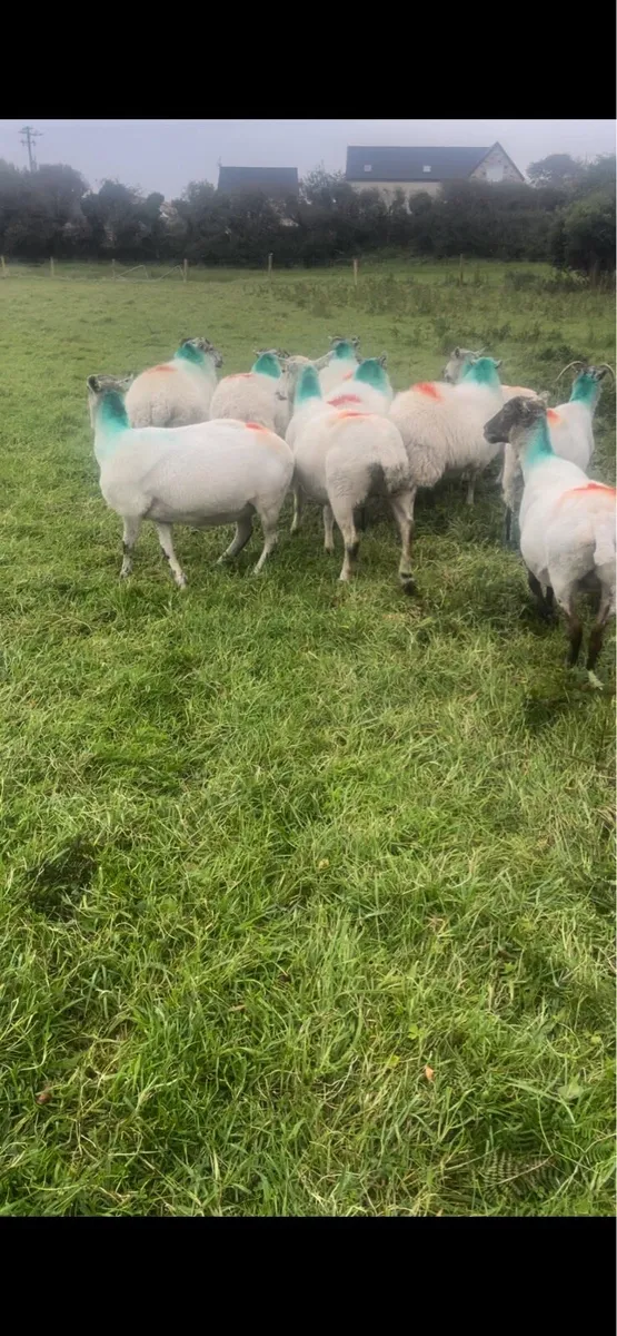 Ewes - Image 2