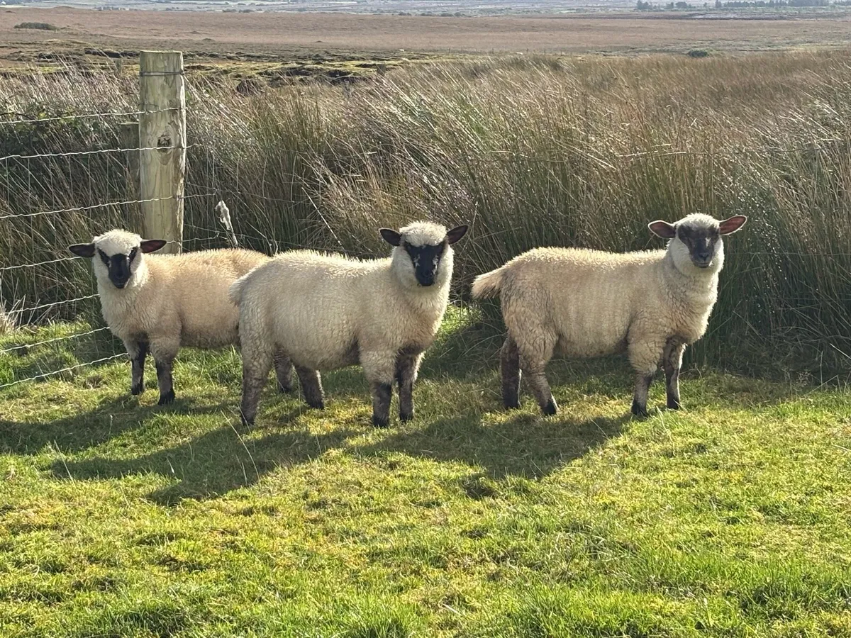 Ewe Lambs - Image 3