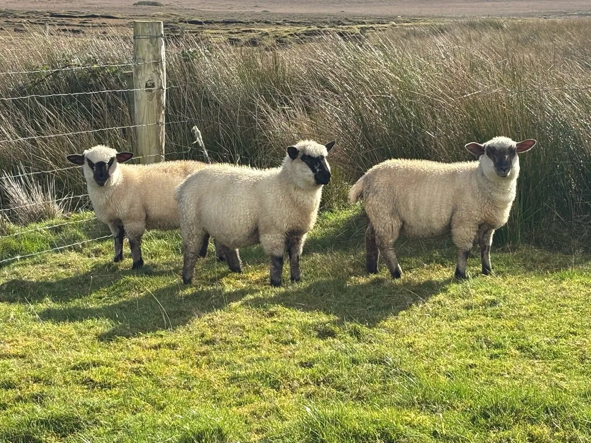 Ewe Lambs - Image 4