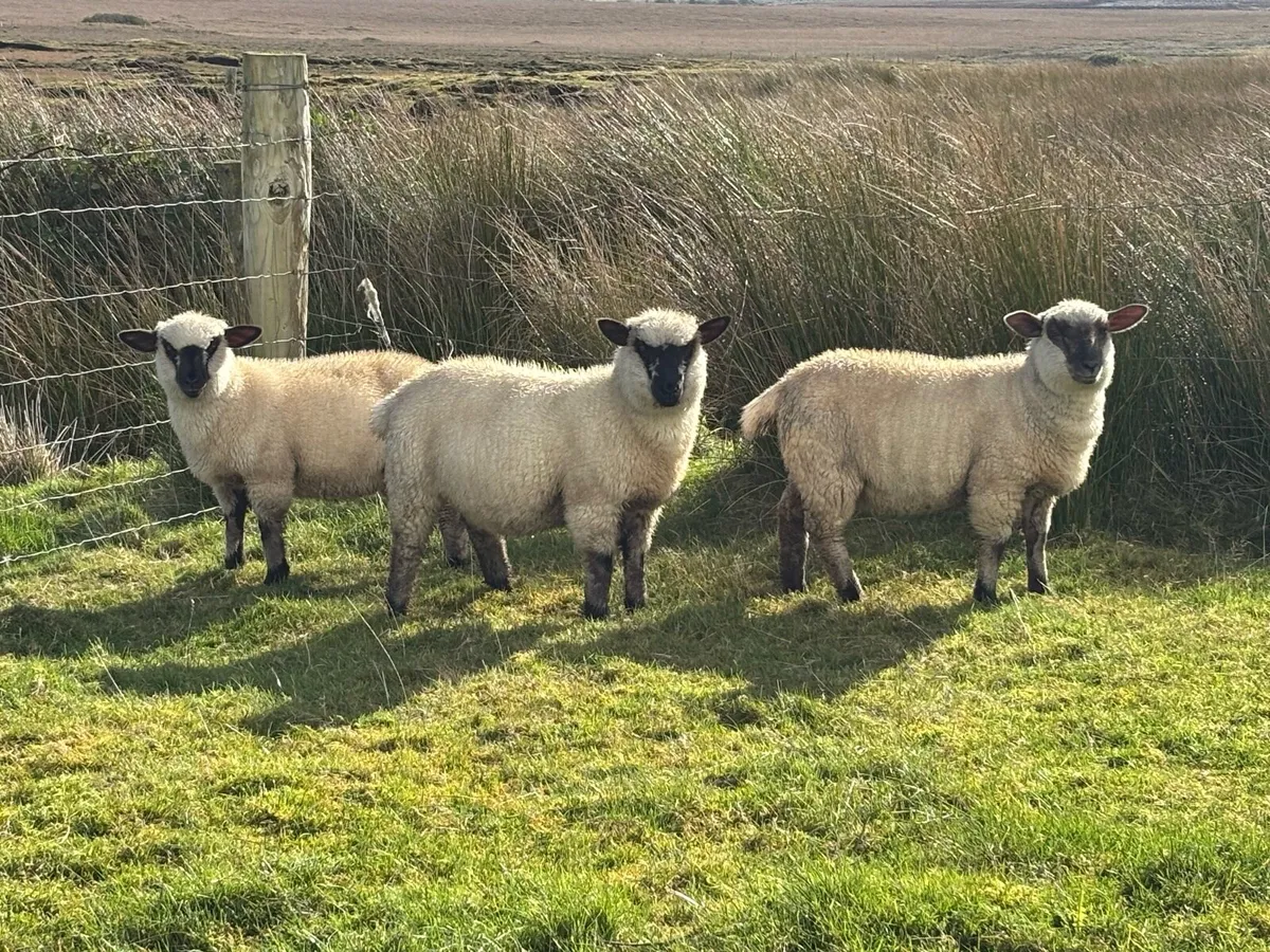 Ewe Lambs - Image 1