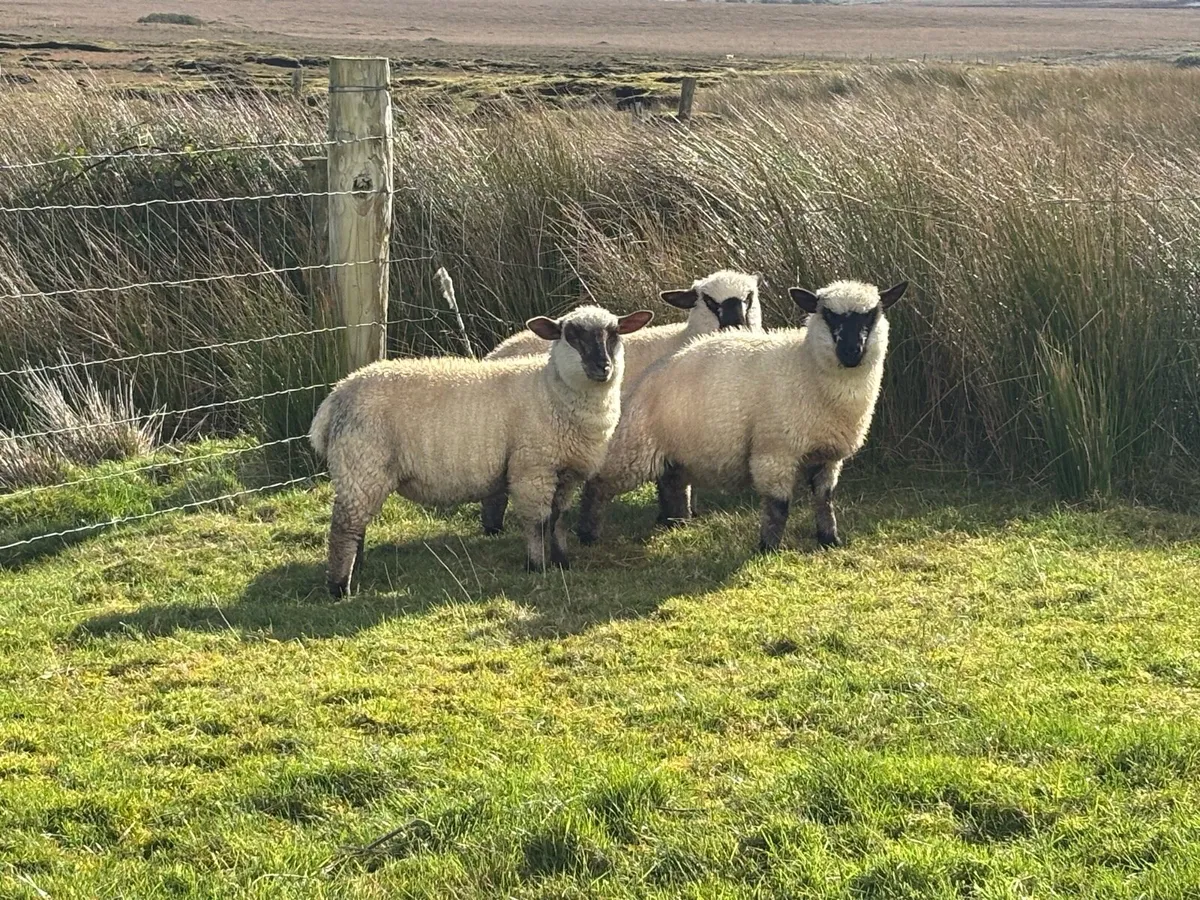 Ewe Lambs - Image 2