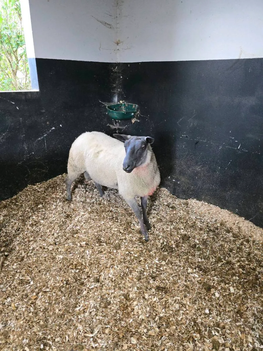 Bleu Du Maine Hogget rams - Image 1