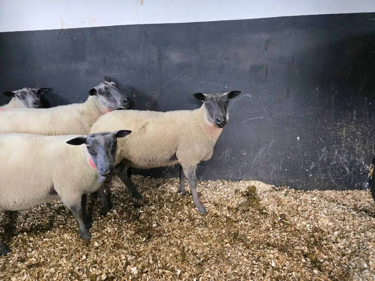Bleu Du Maine Hogget rams - Image 2