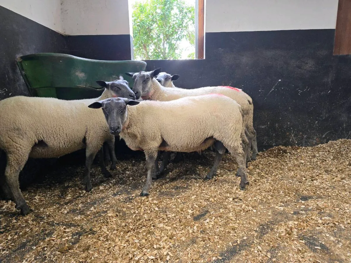 Bleu Du Maine Hogget rams - Image 3