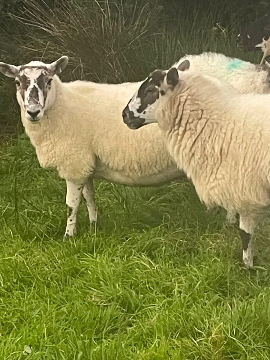 ORGANIC HOGGETS - Image 2
