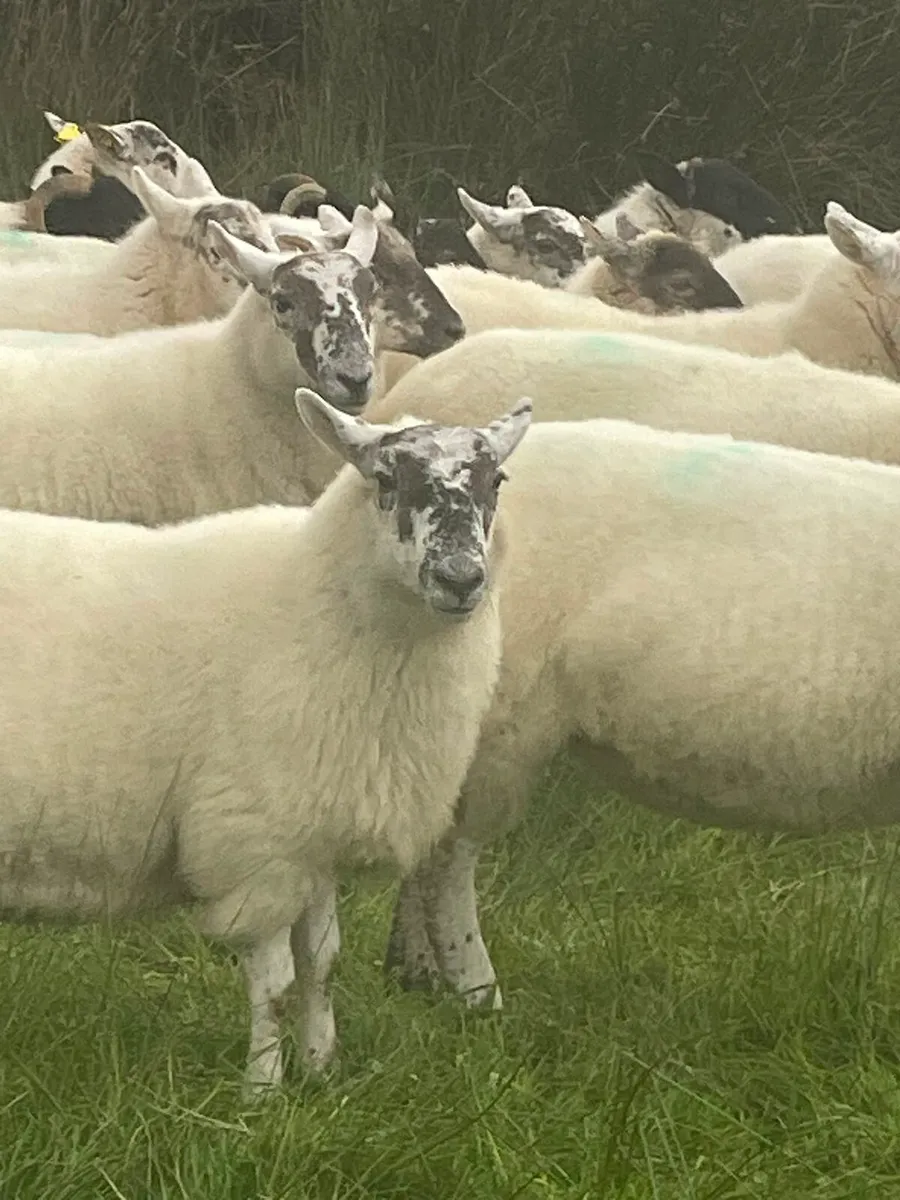 ORGANIC HOGGETS - Image 3